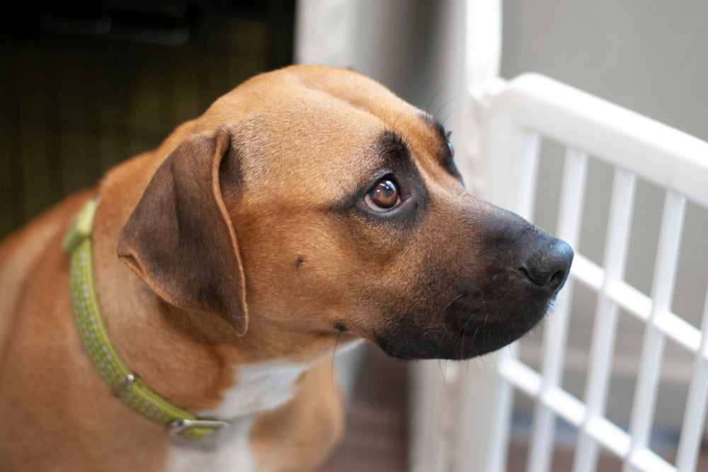 11 Best Dog Gates of 2025