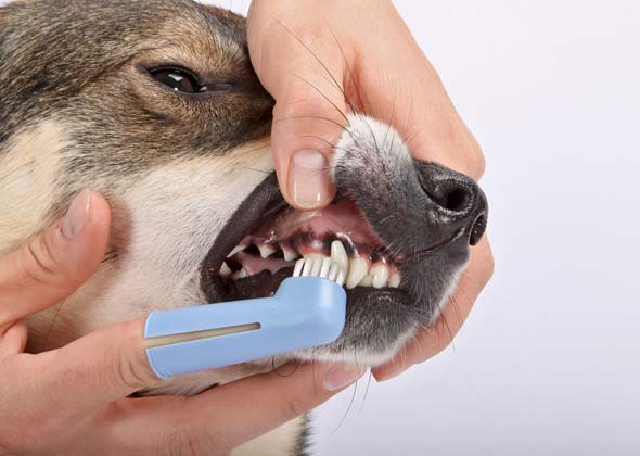 You're not brushing your dog's teeth consistently.