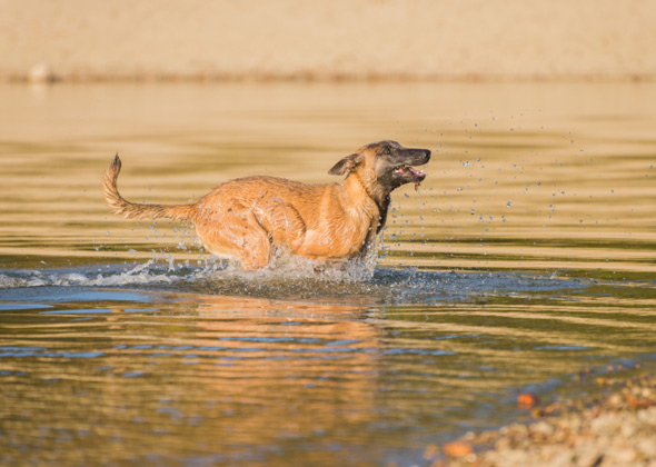 When Your Dog Happily Slurps Up Any and All Kinds of Water