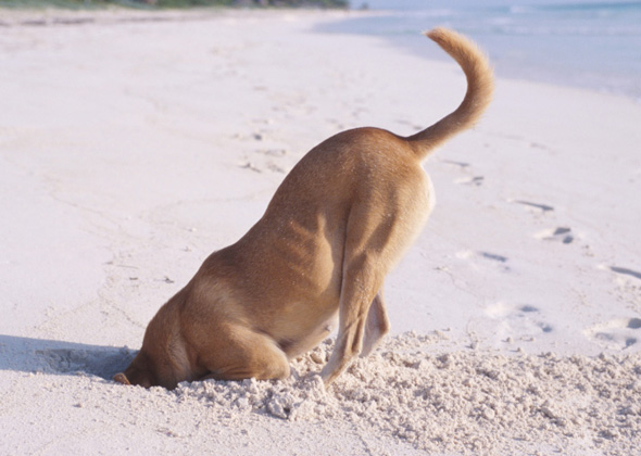 When Your Dog Comes to You with a Mouthful of Sand