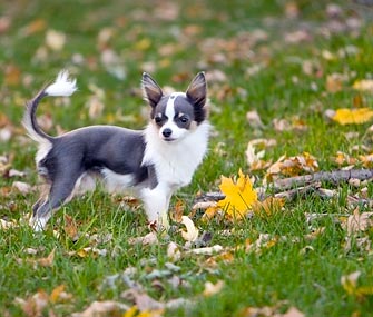 Dog alone in yard