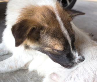 Pyoderma in Dogs and Cats