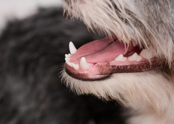 You're ignoring signs of dental disease.