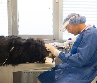 Dog getting oral examination by veterinarian