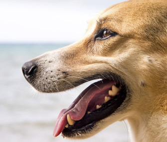 Dog panting