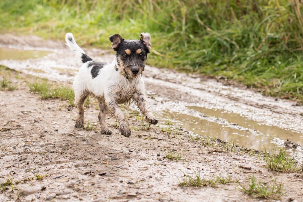 6 Best Dog Paw Cleaners and Washers of 2025