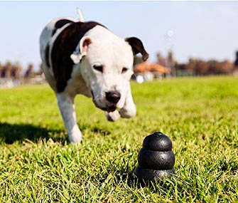 Dog Playing With Durable Toy