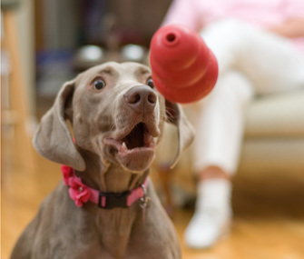 Dog playing with Kong