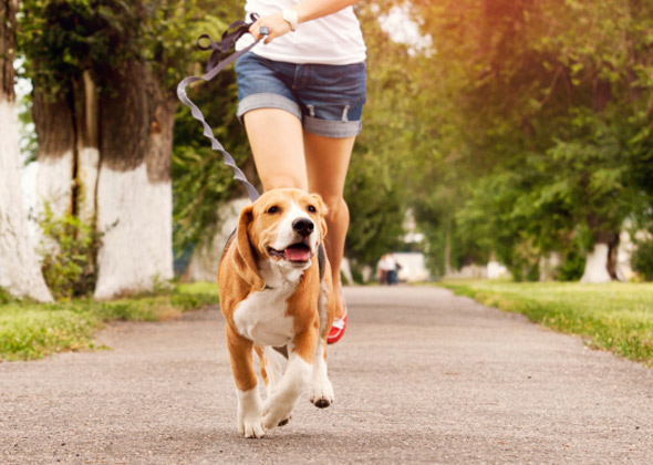 When Your Dog Just Doesn't Want to Stop Running