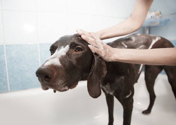 Don't use shampoo for humans.