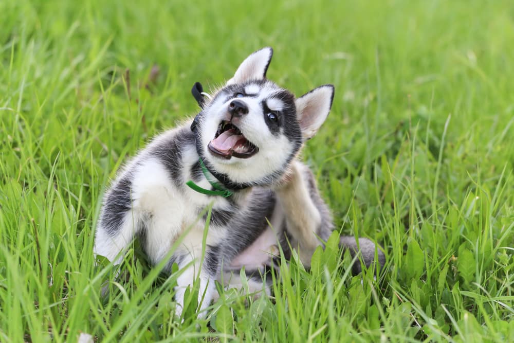 7 Skin Soothers for Dogs