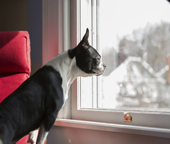 Dog staring out window