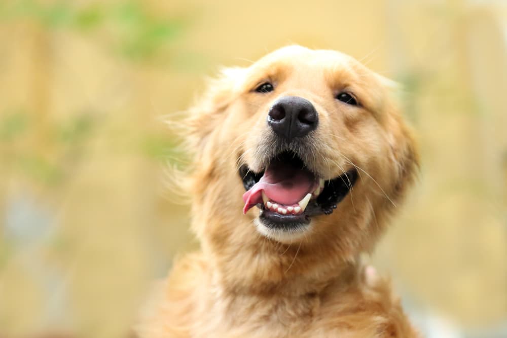 Fun and Easy WOOF Pupsicle Recipes For Good Dogs