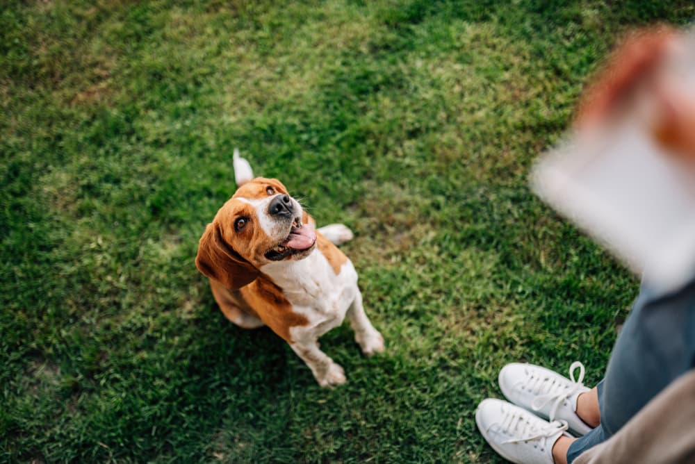 12 Best Dog Treats for Bad Breath of 2025