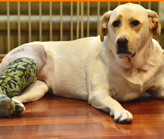 Dog wearing cast on leg