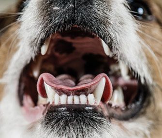 Dog with mouth wide open