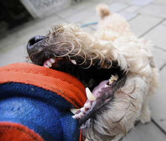 Dog chewing toy