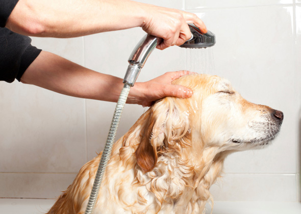 Don't douse your dog's face with running water.