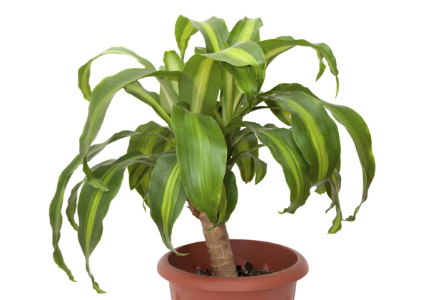 Corn Plant