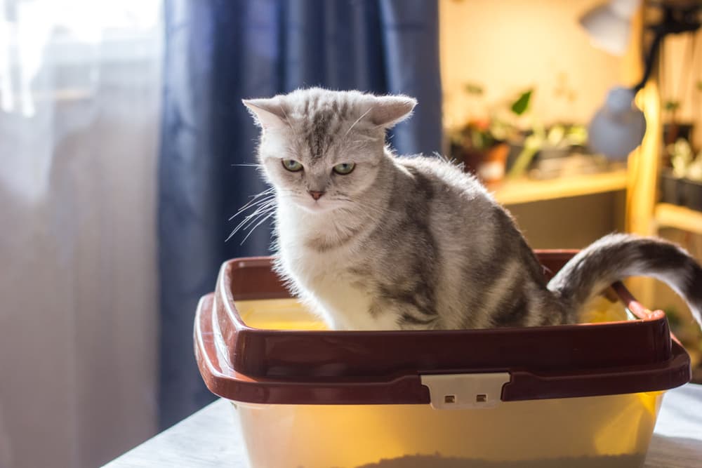 13 Best Dust-Free Cat Litters of 2025