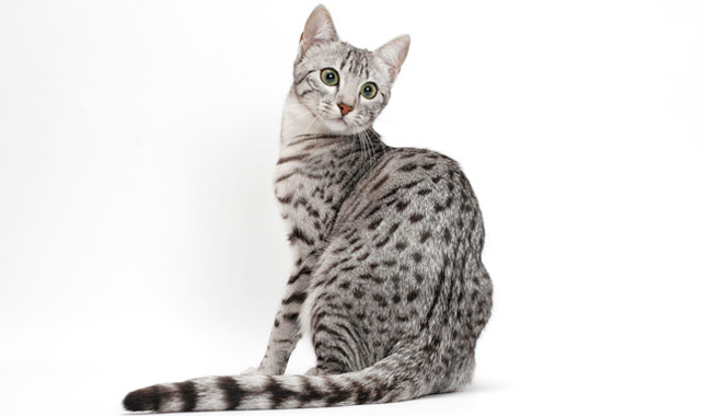 Egyptian Mau cat