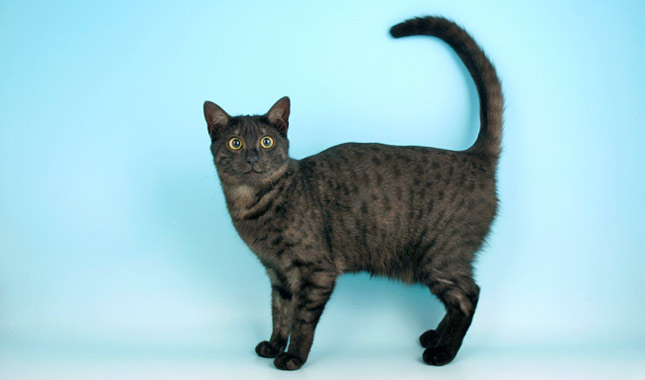 Egyptian Mau cat