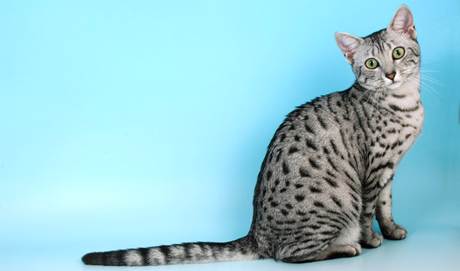 Egyptian Mau cat