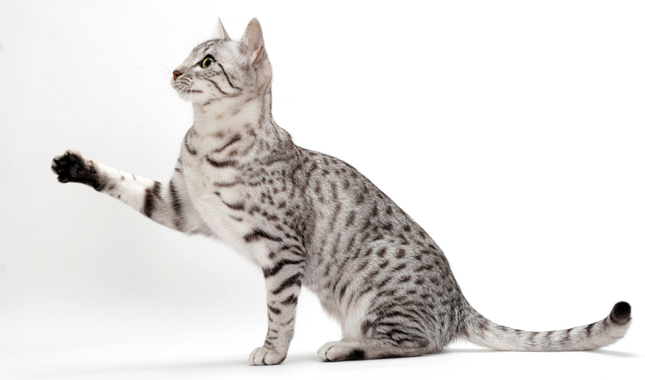 Egyptian Mau With Paw Up