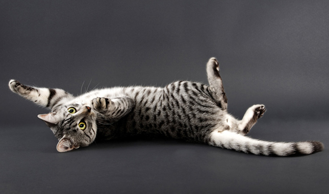 Egyptian Mau Stretched Out on Back