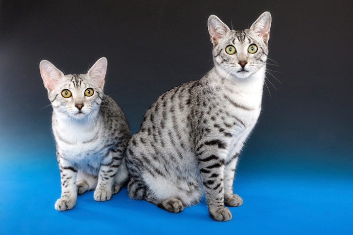 Two Egyptian Mau Cats