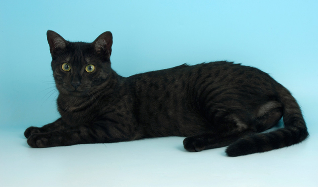 Black Egyptian Mau
