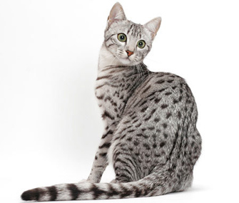 Egyptian Mau White Background