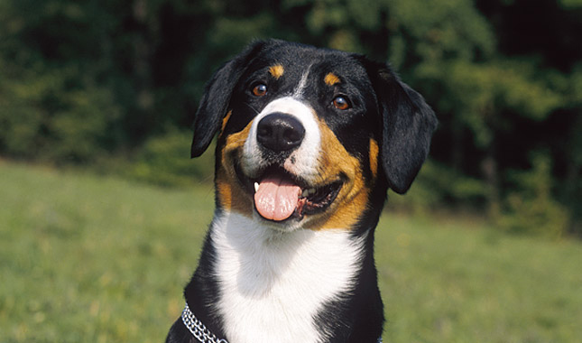 Entlebucher Mountain Dog happy in field.