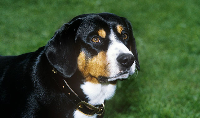 Entlebucher Mountain Dog in grass