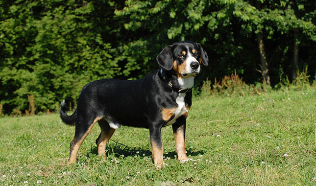 Entlebucher Mountain Dog in field standing.