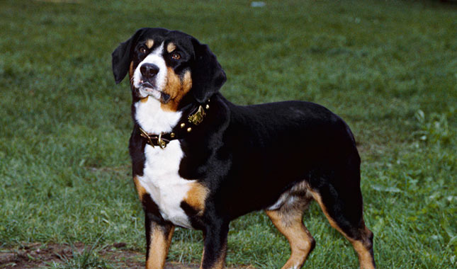 Entlebucher Mountain Dog in field.