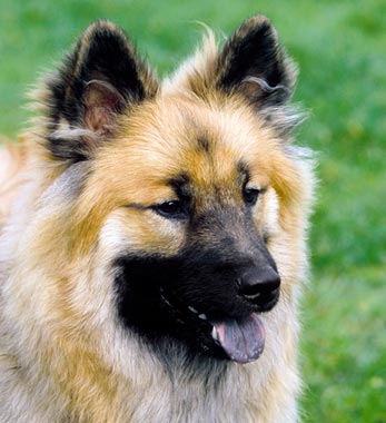 Eurasier dog