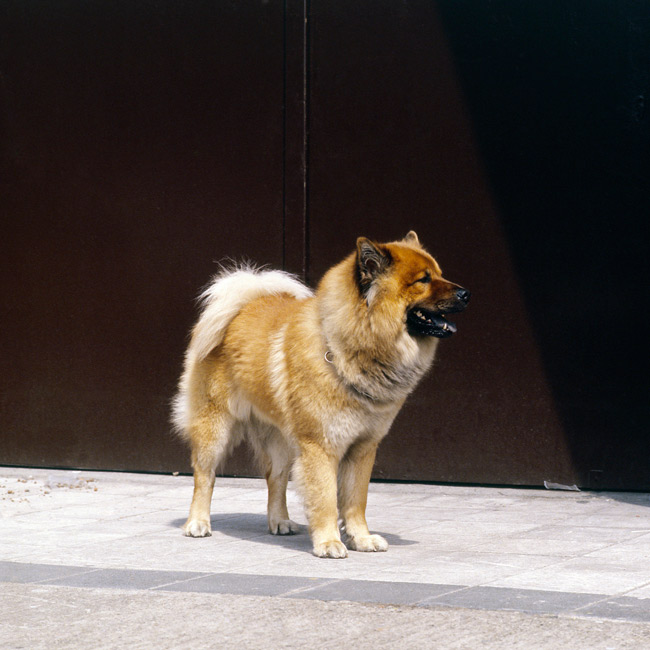 Eurasier dog breed standing on a path