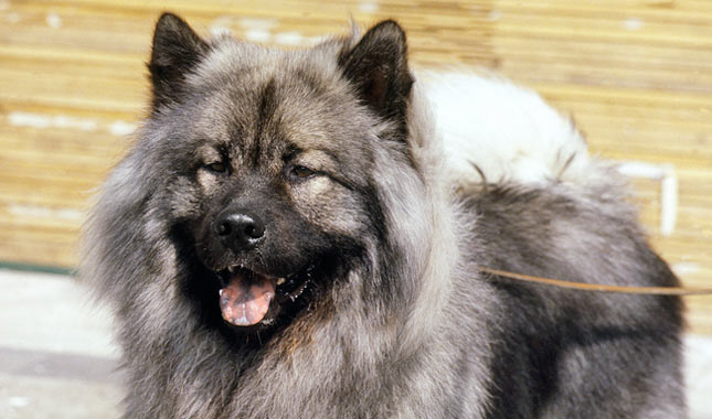 Eurasier dog