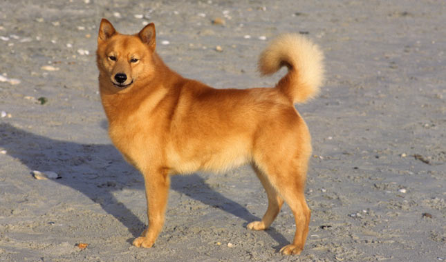 Finnish Spitz Dog Breed 