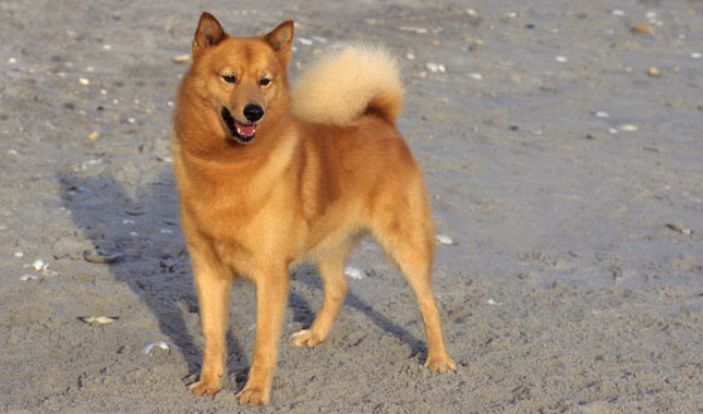Finnish Spitz Dog Breed