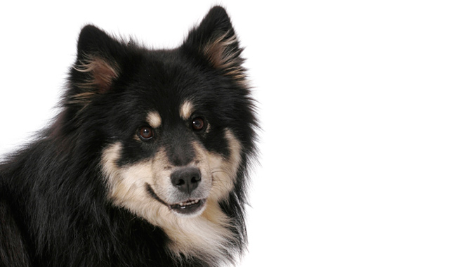 Finnish Lapphund dog