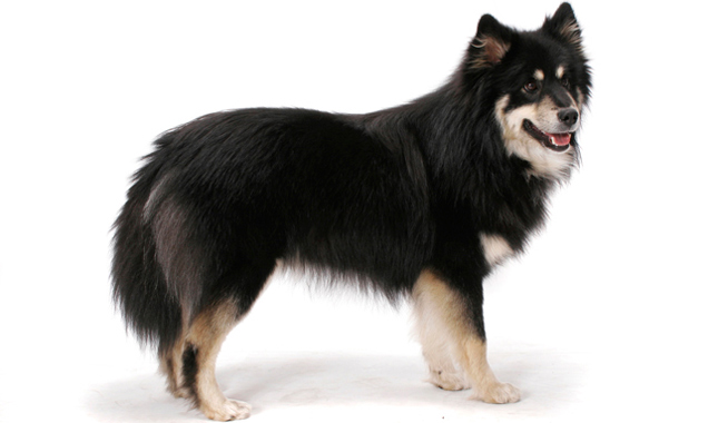 Finnish Lapphund dog