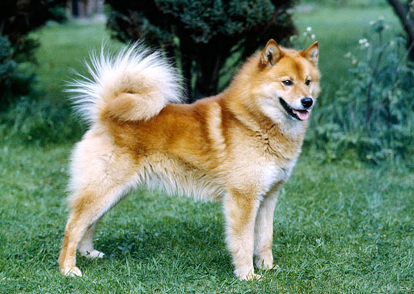 Finnish Lapphund