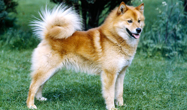 Finnish Spitz dog