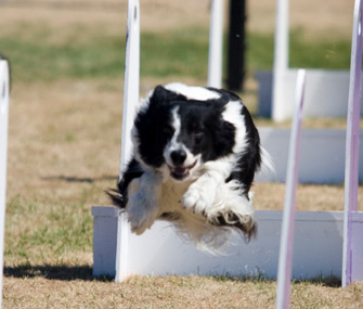 Flyball Dog