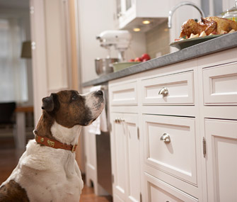 Dog looking at food on counter