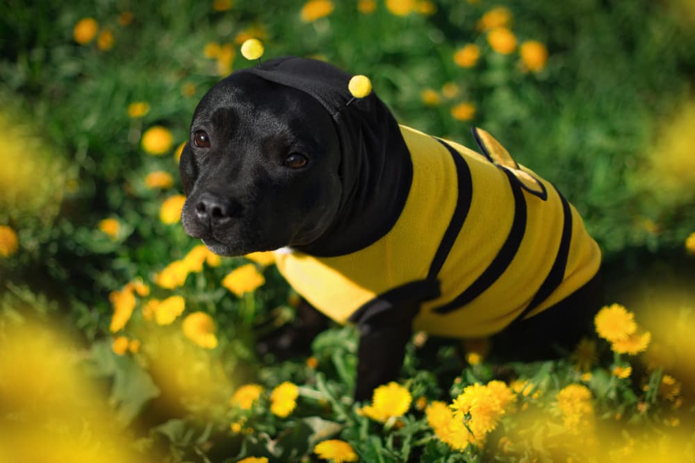 7 Best Funny Dog Costumes of 2025