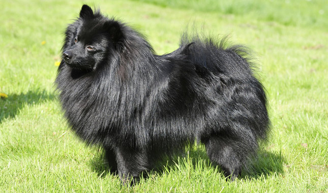 Black German Spitz Standing on Grass