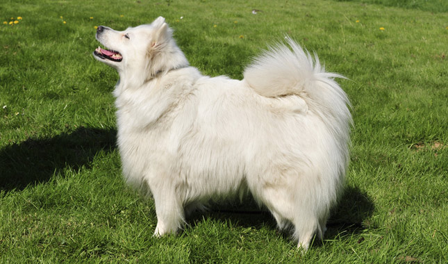 White German Spitz Standing on Grass